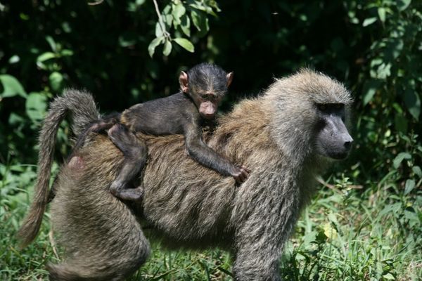 Baboon with baby