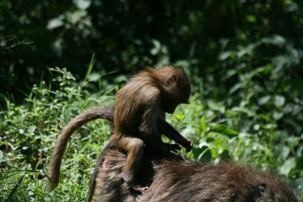 Baboon with baby #2