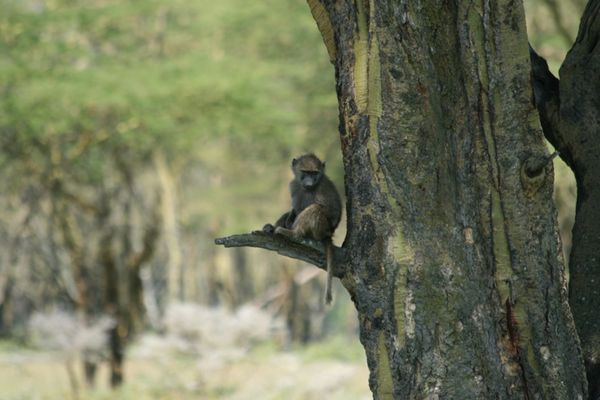 Baby Baboon playing up tree