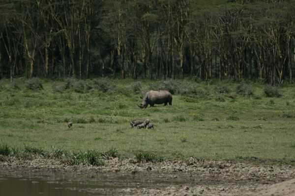 White Rhino with family of Warthogs