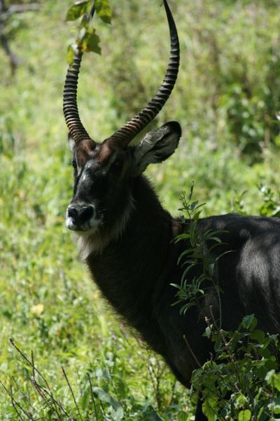Deer type thing, Lake Nakuru