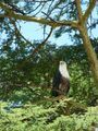 Fish Eagle near Lake Nakuru