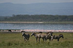 Group of Zebra near lake