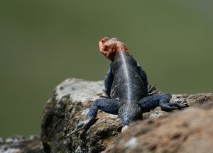 Lizard on rock, Baboon Cliffs