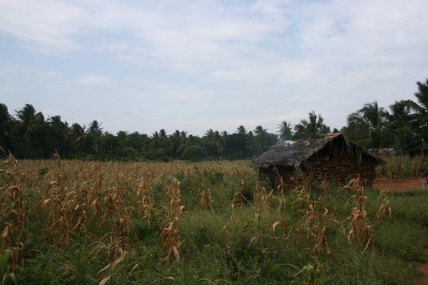Maize field near village