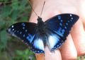 The (now slightly rarer) Blue butterfly