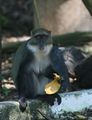 Fecking Monkey nicked our Mango