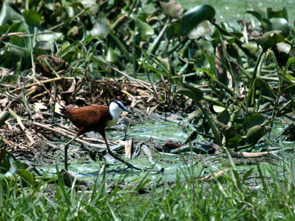 A Plover I think eating bugs on the marsh near KBR