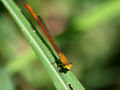 One of the many Dragonflies at Kisumu Beach Resort