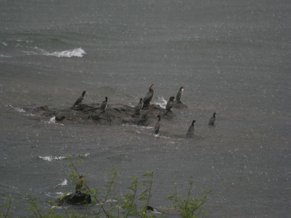Cormorants in the rain, Bugagali