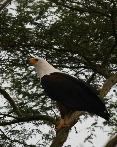 Fish Eagle at Bugagali
