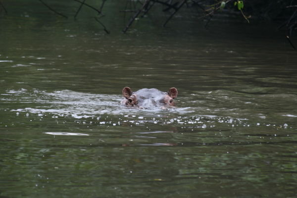 Hippo in Kyambura...but no Chimps