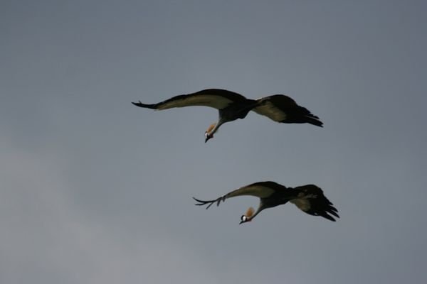 Two Grey Crested Cranes in flight