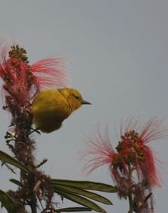 Yellow Bird on a Red Flower