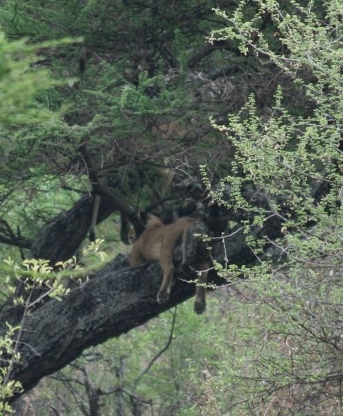 Tree climbing Lion(s)