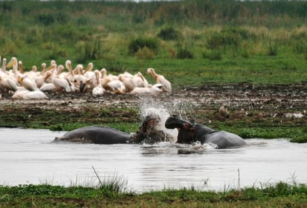 Two Hippo sorting it out