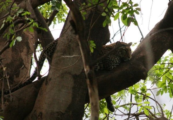 Leopard up a tree