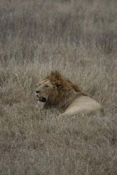 Lion, Ngorogoro