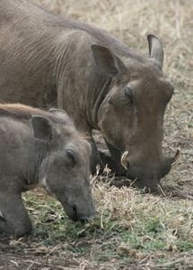 Warthogs feeding