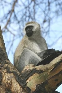 Vervet monkey near car park