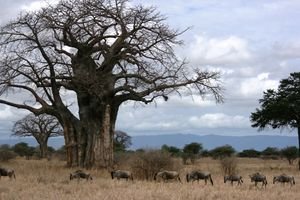 Wildebeeste and Baobab