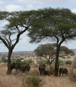 Under African trees