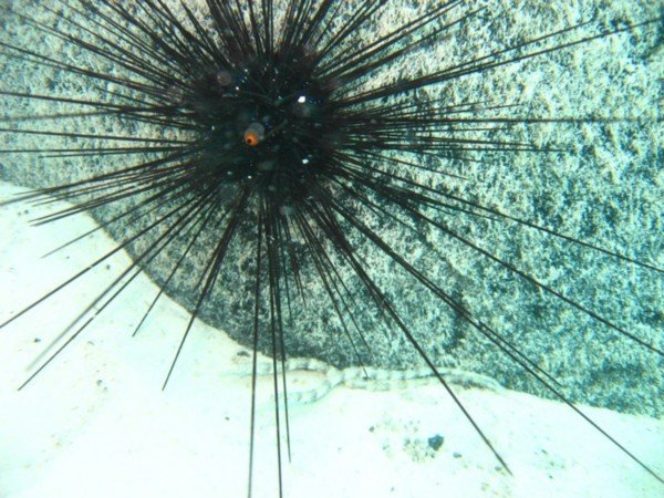Painful Sea Urchin