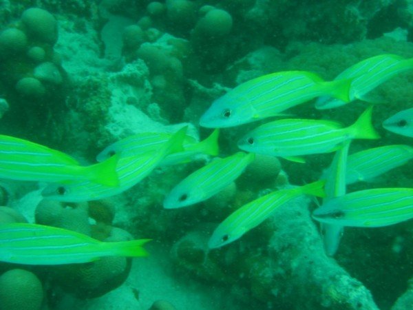 Yellow Snappers