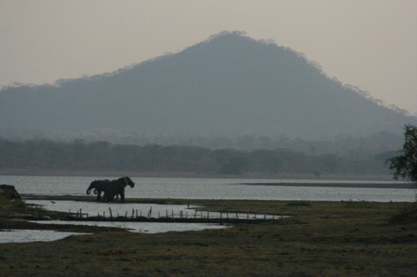 Elephant drinking at Vwaza Marsh