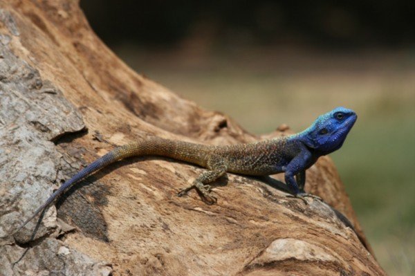 Blue-headed lizard - Llilongwe