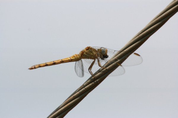 Dragonfly having lunch