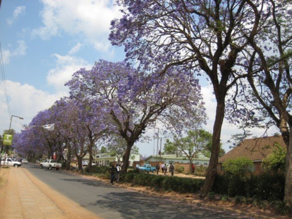 Jacaranda trees - Mzuzu