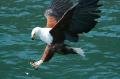 Fish Eagle catching a (dead) fish