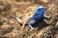Blue-headed lizard - Llilongwe