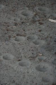 Ant Lion Larvae burrows