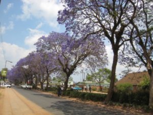 Jacaranda trees - Mzuzu