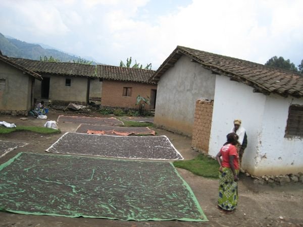 Drying coffee beans by the road