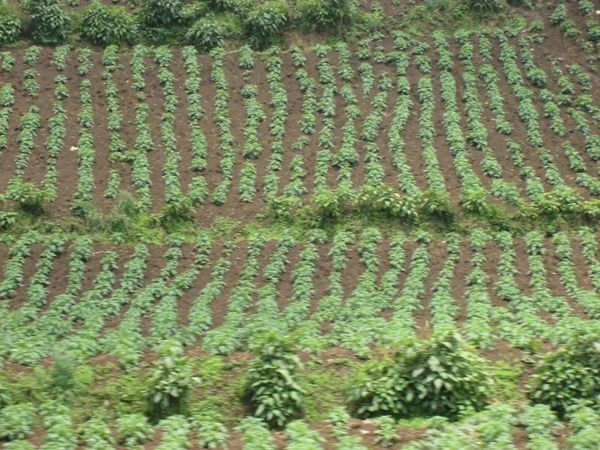 Neatly planted fields