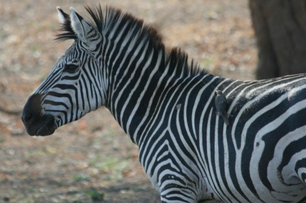 Zebra with Ox Pecker