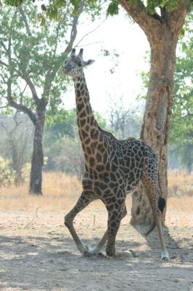 Giraffe getting up