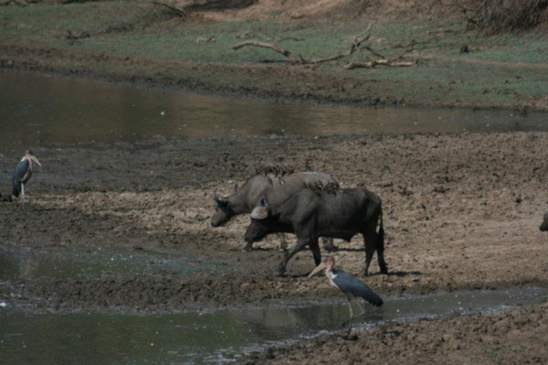 African Buffalo coming down to drink, with Ox Peckers