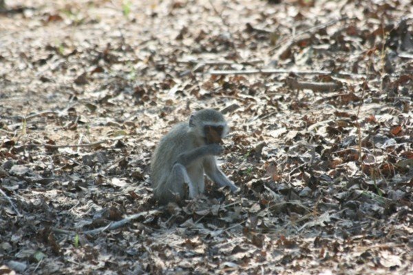 Vervet monkey feeding