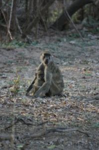Baboon with child