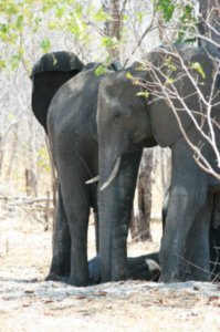 Elephants at the side of the road