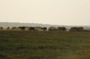 Buffalo in the distance