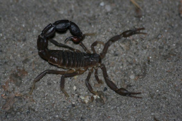 A thick Tailed Scorpion of the painful kind