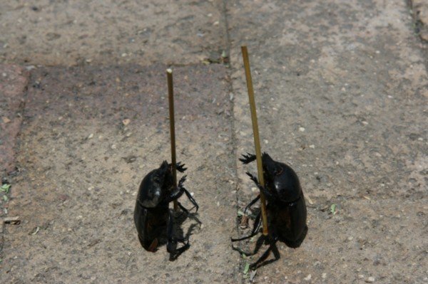 African Fighting Beetles