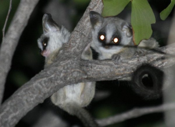 Bush baby's officially THE cutest thing in Africa...