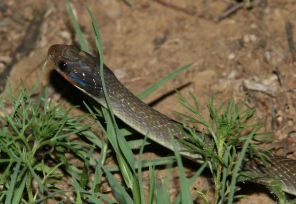 Red Lipped snake