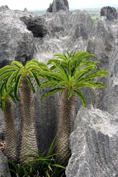 Indigenous plants on Tsingy